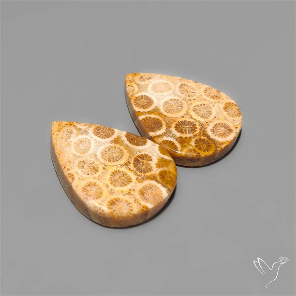 Fossil Corals Pair