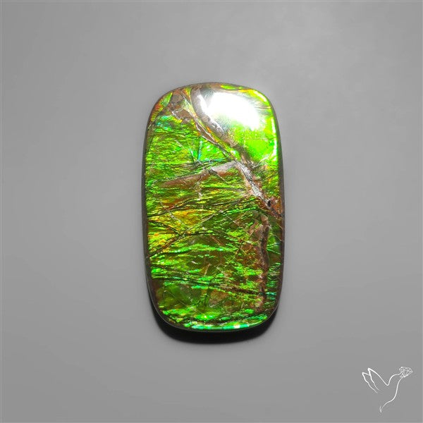 Large Ammolite (perfect natural green)
