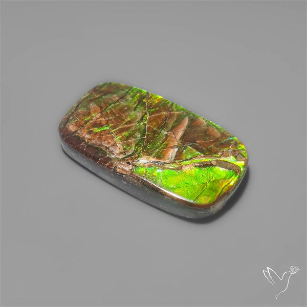 Large Ammolite (perfect natural green)