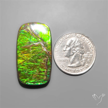 Large Ammolite (perfect natural green)