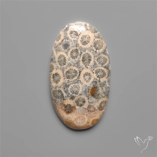 Fossil Coral Cabochon