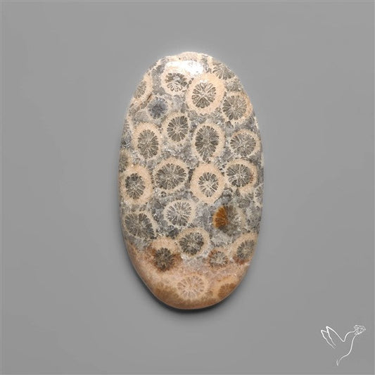 Fossil Coral Cabochon