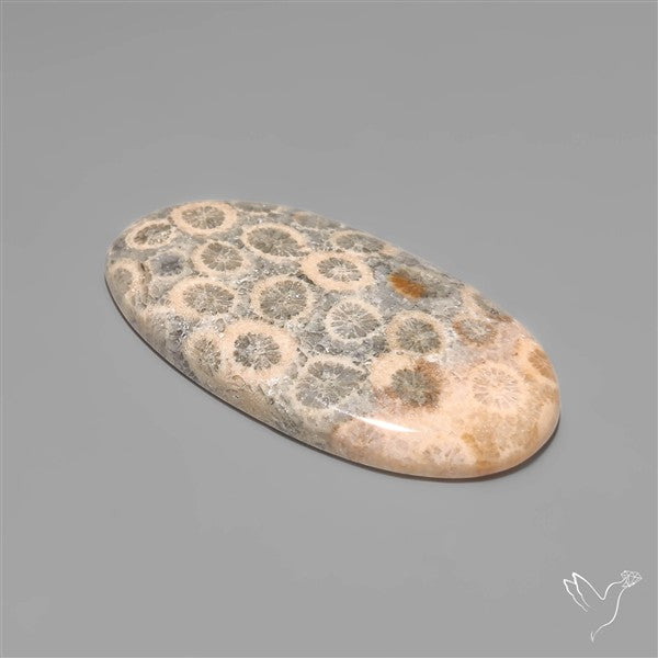Fossil Coral Cabochon