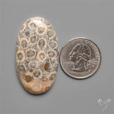 Fossil Coral Cabochon