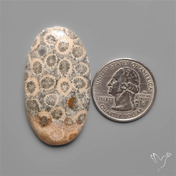 Fossil Coral Cabochon