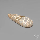Fossil Coral Cabochon