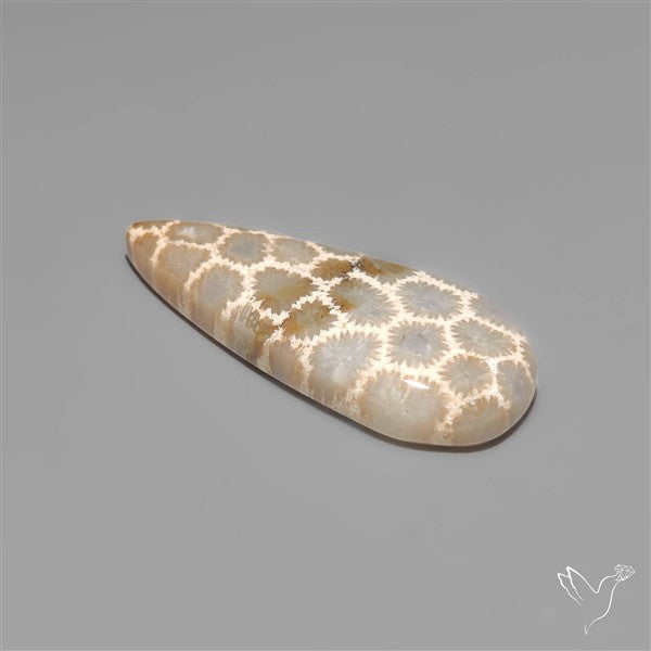 Fossil Coral Cabochon