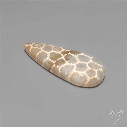 Fossil Coral Cabochon