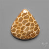 Fossil Coral Cabochon