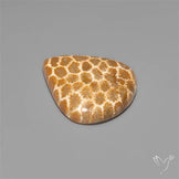 Fossil Coral Cabochon