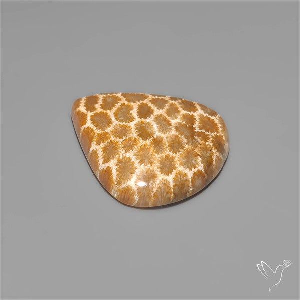 Fossil Coral Cabochon