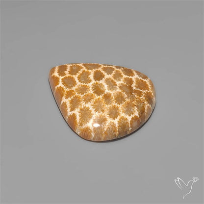 Fossil Coral Cabochon
