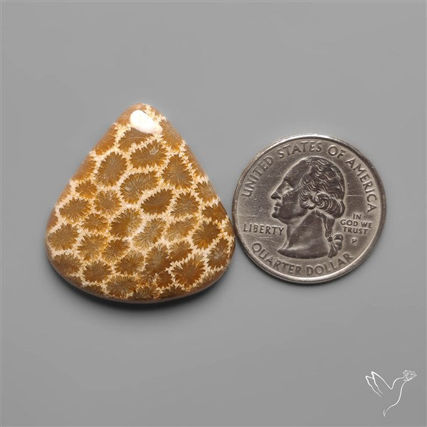Fossil Coral Cabochon