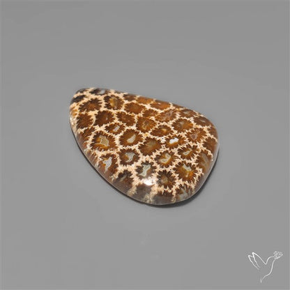 Fossil Coral Cabochon