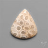 Fossil Coral Cabochon