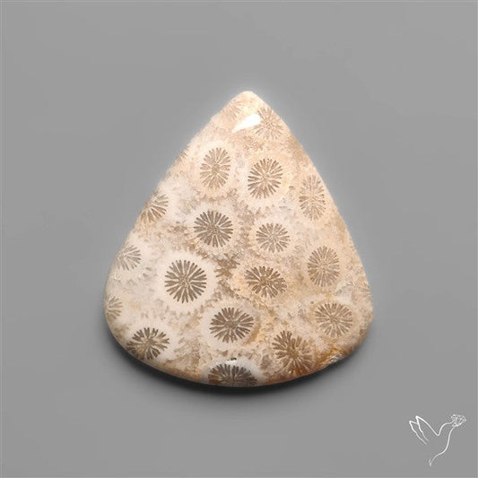 Fossil Coral Cabochon