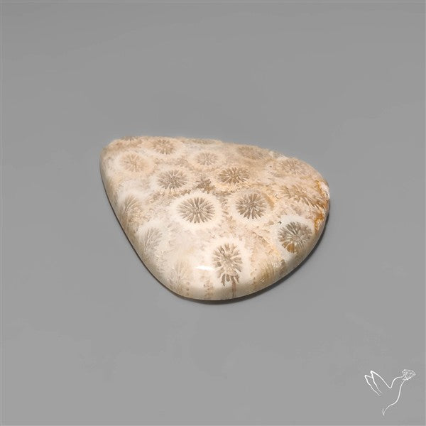 Fossil Coral Cabochon