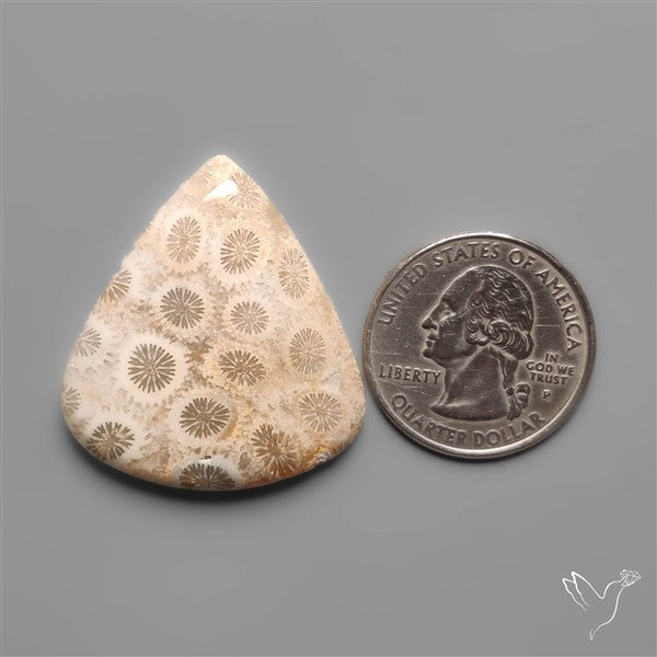 Fossil Coral Cabochon