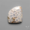 Fossil Coral Cabochon
