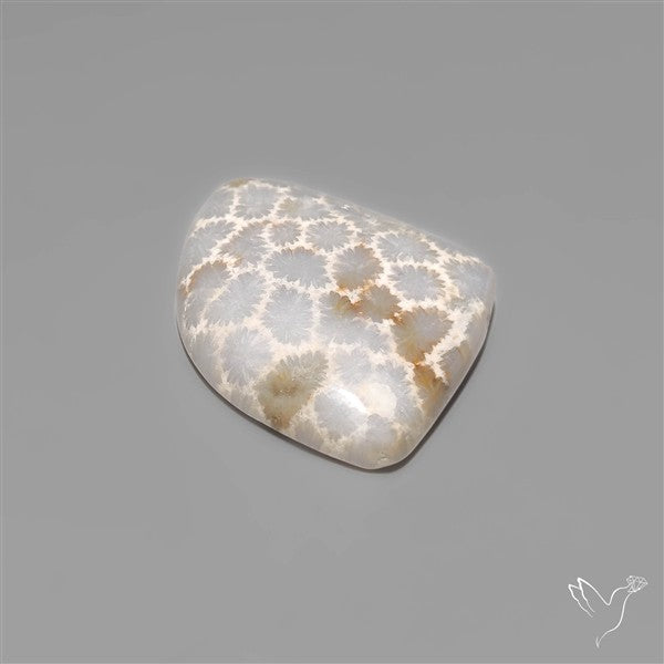 Fossil Coral Cabochon