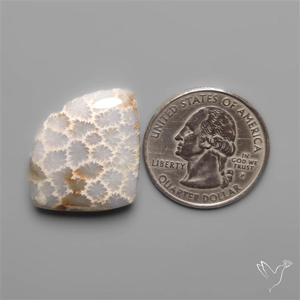 Fossil Coral Cabochon