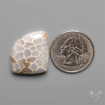 Fossil Coral Cabochon