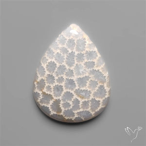 Fossil Coral Cabochon