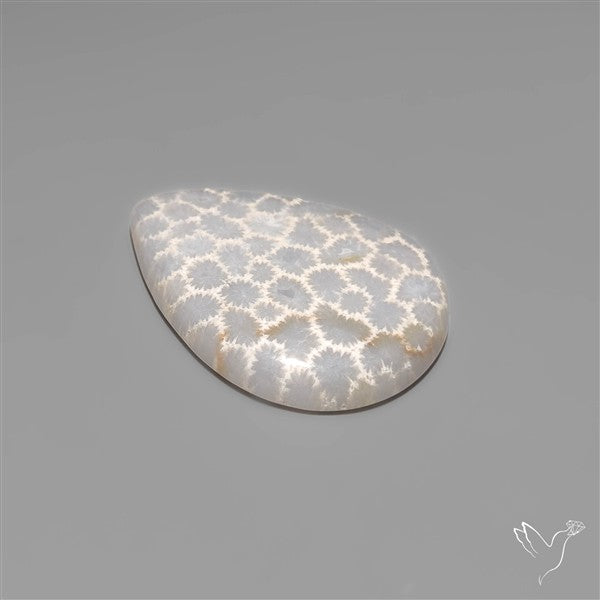 Fossil Coral Cabochon