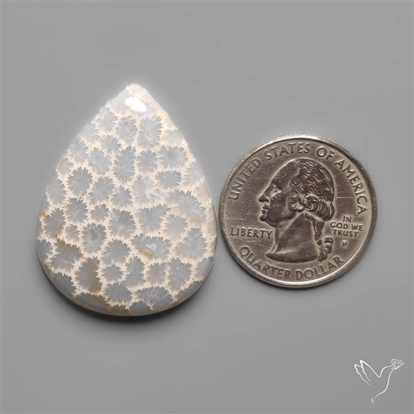 Fossil Coral Cabochon