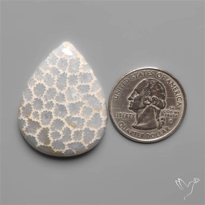 Fossil Coral Cabochon