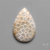 Fossil Coral Cabochon