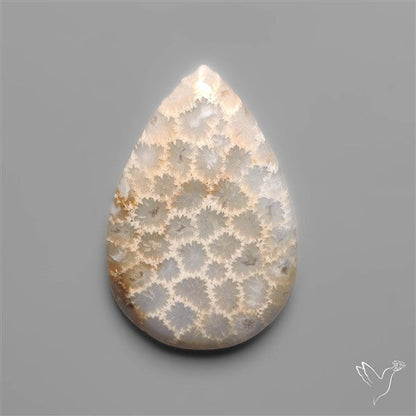 Fossil Coral Cabochon