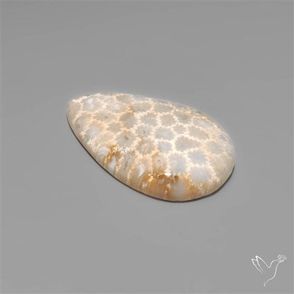 Fossil Coral Cabochon