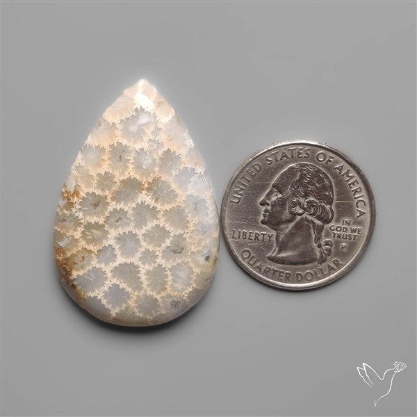 Fossil Coral Cabochon