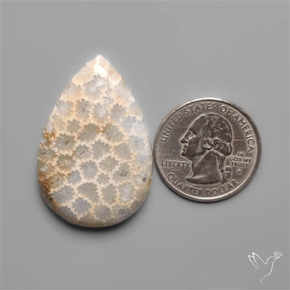 Fossil Coral Cabochon