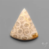 Fossil Coral Cabochon