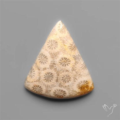 Fossil Coral Cabochon