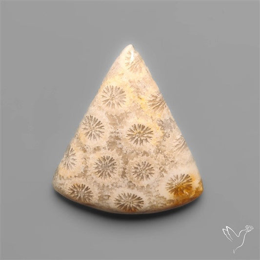 Fossil Coral Cabochon