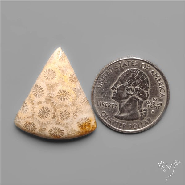 Fossil Coral Cabochon