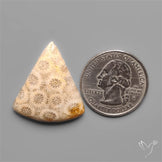 Fossil Coral Cabochon
