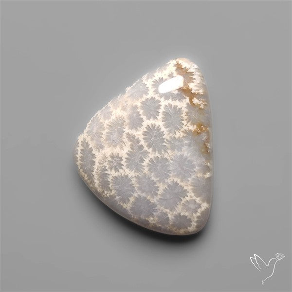Fossil Coral Cabochon