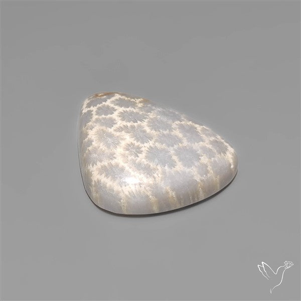 Fossil Coral Cabochon