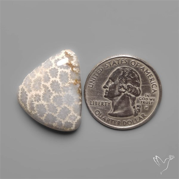 Fossil Coral Cabochon