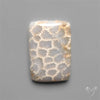 Fossil Coral Cabochon