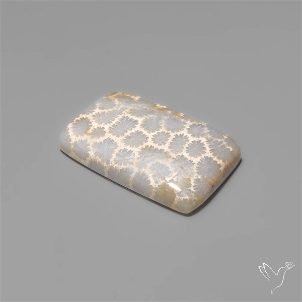 Fossil Coral Cabochon