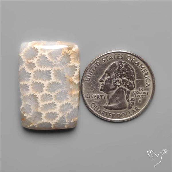Fossil Coral Cabochon