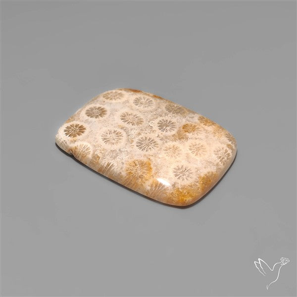 Fossil Coral Cabochon