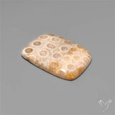 Fossil Coral Cabochon