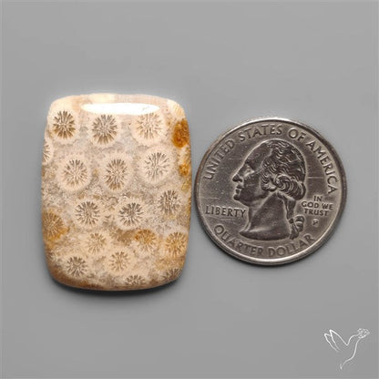 Fossil Coral Cabochon