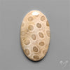 Fossil Coral Cabochon